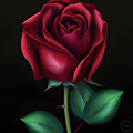 Elegant Red Rose